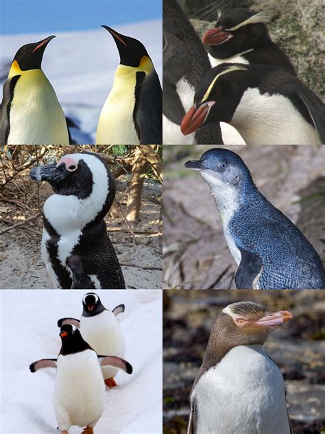 penguins wikipedia|17 species of penguins.